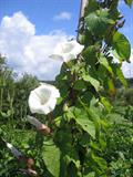 larger bindweed
